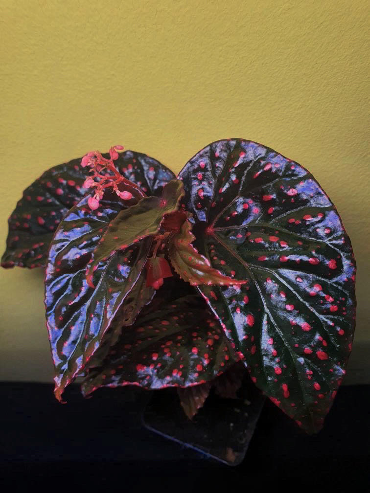 B. ‘Orion Nebula’